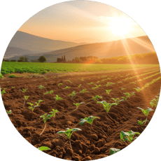 Bright field with rows of produce growing